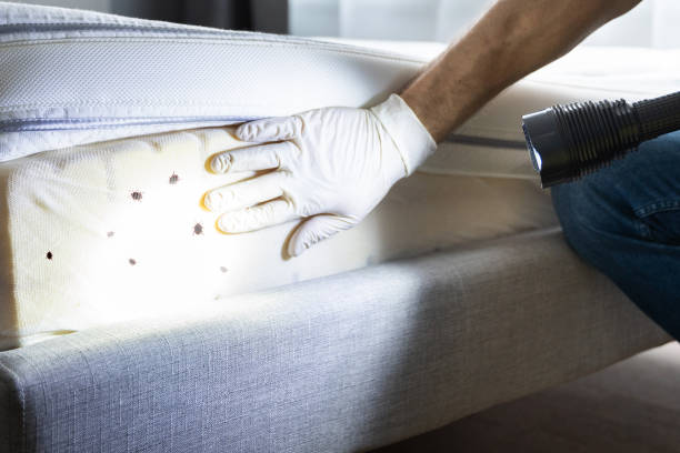 Best Flea Control Services  in Saline, MI